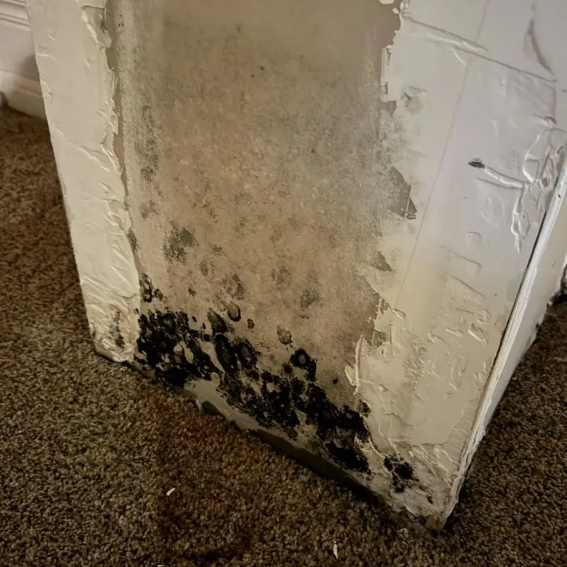 Professional Mold Removal in Inwood, WV